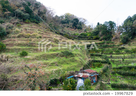 Terraced field of Izunokuni city Terraced field of Izunokuni city 19967829