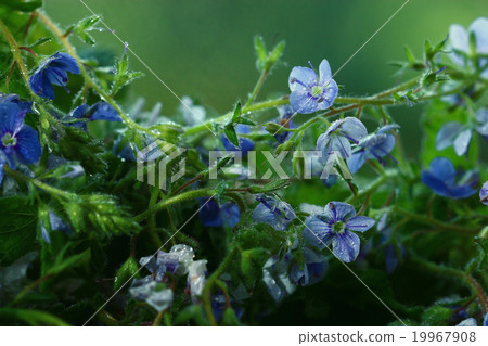 bright colorful flowers on a green background bright colorful flowers on a green background 19967908