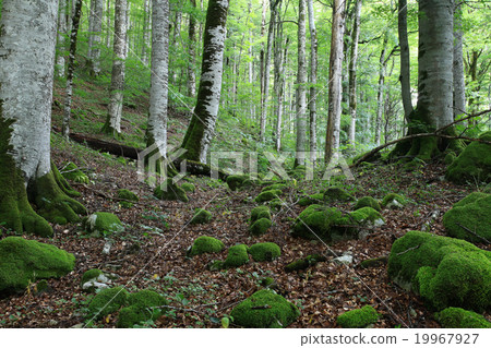 forest landscape in summer europe pine forest landscape in summer europe pine 19967927