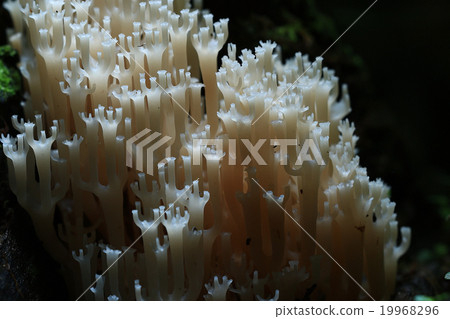 mushrooms texture 19968296
