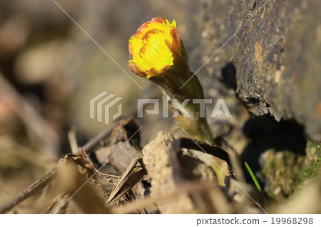 first flowers of spring thaw comes 19968298