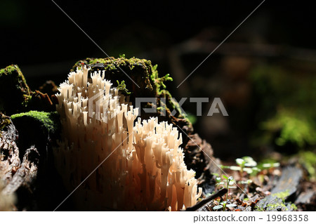 mushrooms texture 19968358