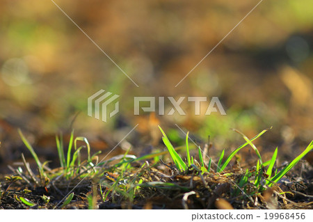 background seasons leaves and grass 19968456
