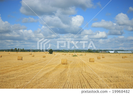 field landscape Indian summer grain harvest expanse 19968482