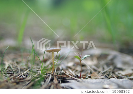 mushrooms texture 19968562