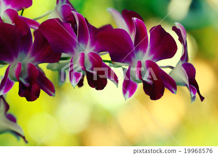 red maroon flowers orchid macro green background 19968576