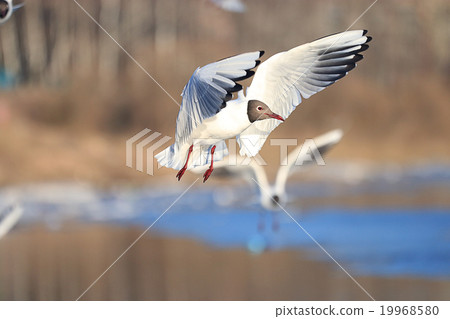 Seagull water spring snows spring 19968580
