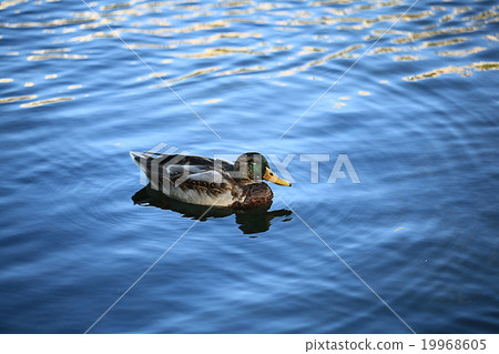 duck water bird macro duck water bird macro 19968605