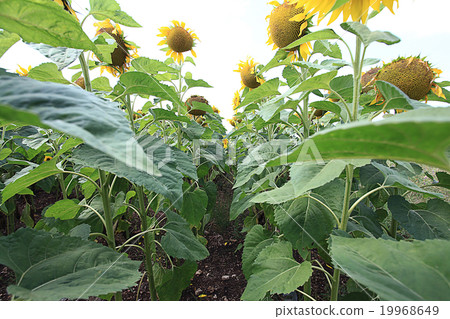 sunflowers landscape macro green summer sunflowers landscape macro green summer 19968649