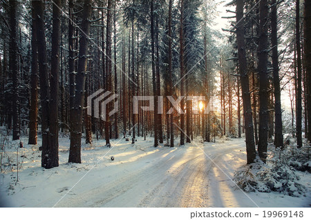 landscape snow trees dense forest in winter landscape snow trees dense forest in winter 19969148