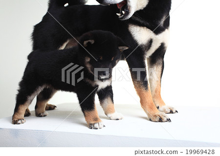 group of puppies on a white background group of puppies on a white background 19969428