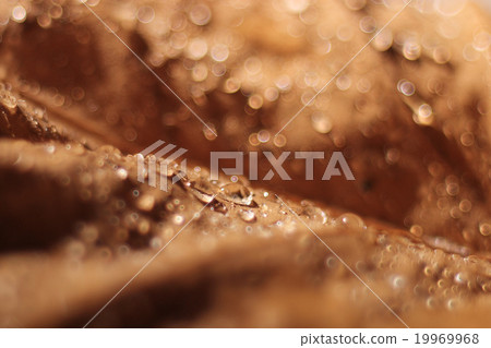 background leaves yellow drops of water background leaves yellow drops of water 19969968