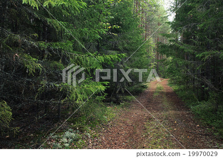 Summer dense forest landscape 19970029