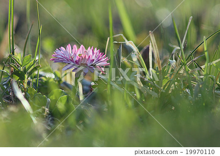 background with spring flowers, the concept of love, bouquet 19970110