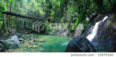 rope bridge over a river in the jungle 19970180