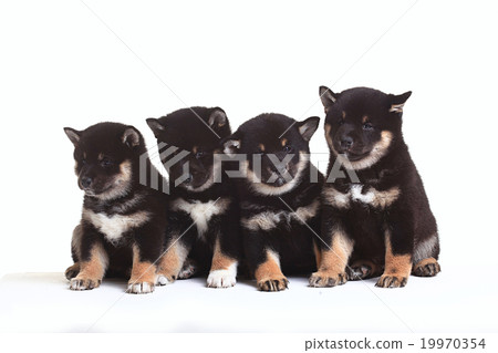 group of puppies on a white background 19970354