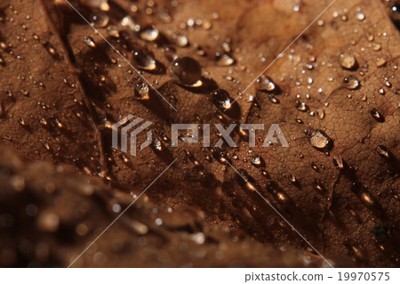background leaves yellow drops of water background leaves yellow drops of water 19970575