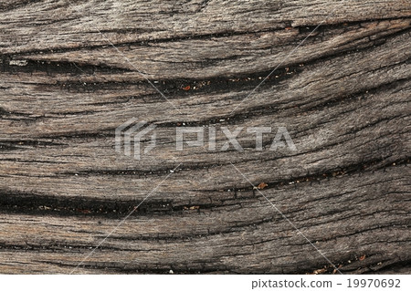 old wood texture of dried old wood texture of dried 19970692