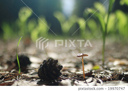 mushrooms texture mushrooms texture 19970747