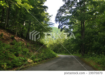 forest landscape in summer europe pine 19970870