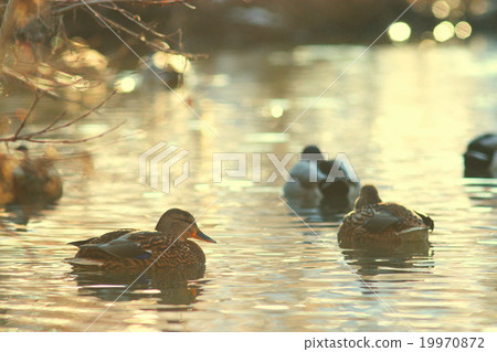 landscape wildlife duck drakes 19970872