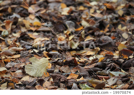 yellow autumn leaves background fall yellow autumn leaves background fall 19970874