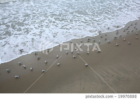 storm at sea gull on the coast 19970888