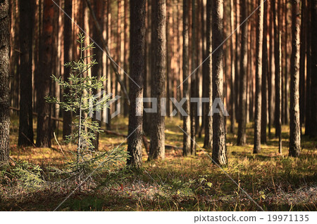 summer landscape in the forest 19971135
