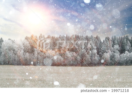 winter forest sunny day landscape 19971218