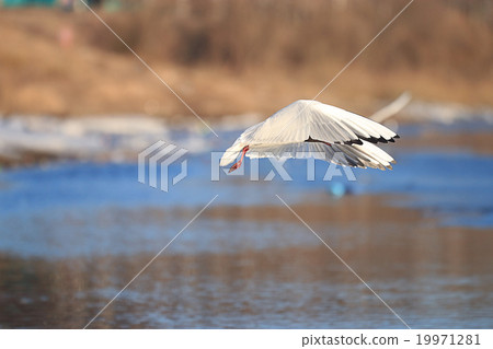 Seagull water spring snows spring 19971281