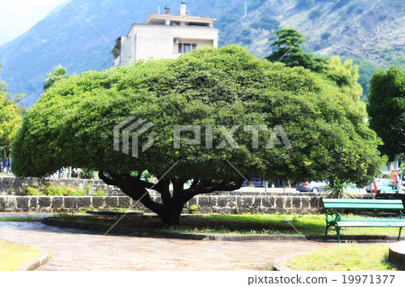 cityscape Summer green color 19971377