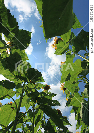 sunflowers landscape macro green summer 19971452