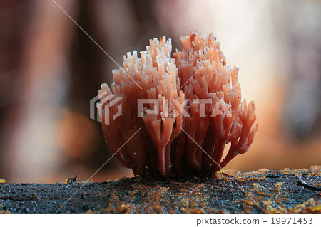 small mushrooms toadstools macro microcosm small mushrooms toadstools macro microcosm 19971453