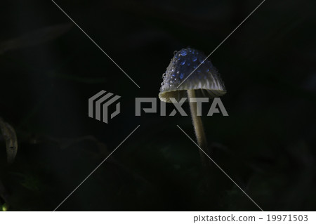 macro fungus mushroom naturally in wood 19971503
