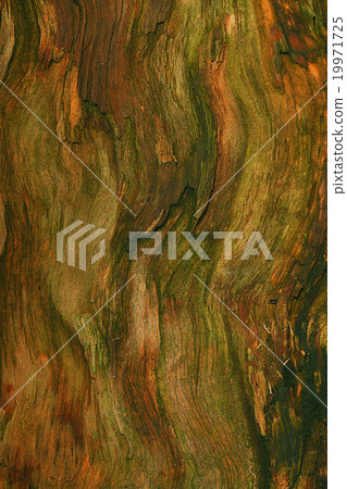 wood background texture old tree 19971725