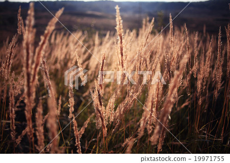 macro rye grass web 19971755