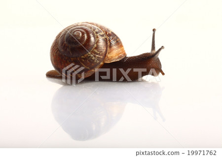 snail macro 19971762