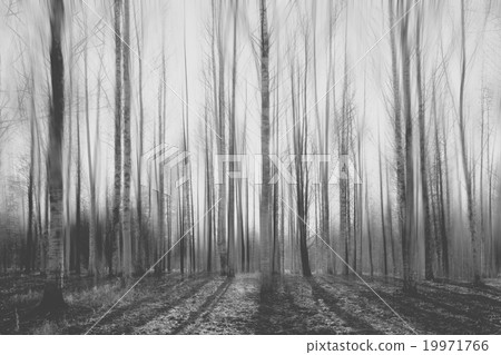 landscape blurred autumn forest landscape blurred autumn forest 19971766