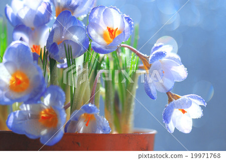 blue crocus flowers in a pot house blue crocus flowers in a pot house 19971768