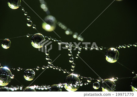 cobweb dew in the forest cobweb dew in the forest 19971770