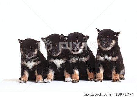 group of puppies on a white background group of puppies on a white background 19971774