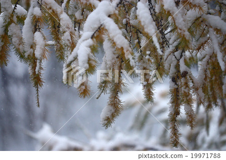 branches covered with snow winter snowfall background branches covered with snow winter snowfall background 19971788
