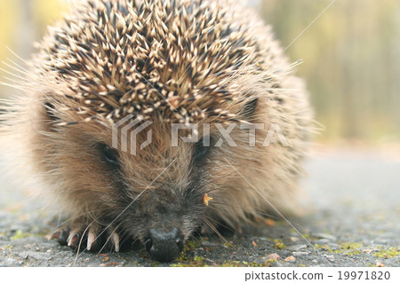hedgehog close-up portrait hedgehog close-up portrait 19971820