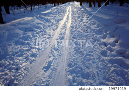 Winter forest landscape on a sunny day 19971919