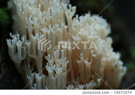 mushrooms texture mushrooms texture 19972074