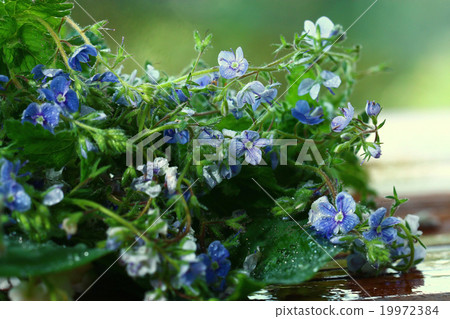 bright colorful flowers on a green background 19972384