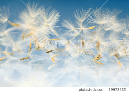 dandelion seeds macro dandelion seeds macro 19972385