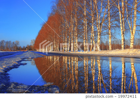 Spring landscape snow melts in the forest 19972411