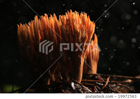 texture moss lichen macro mushroom 19972563