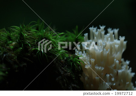 mushrooms texture mushrooms texture 19972712